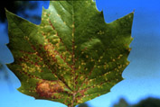 Fig. 1. Sycamore scale damage showing pock-marks on sycamore leaves.
